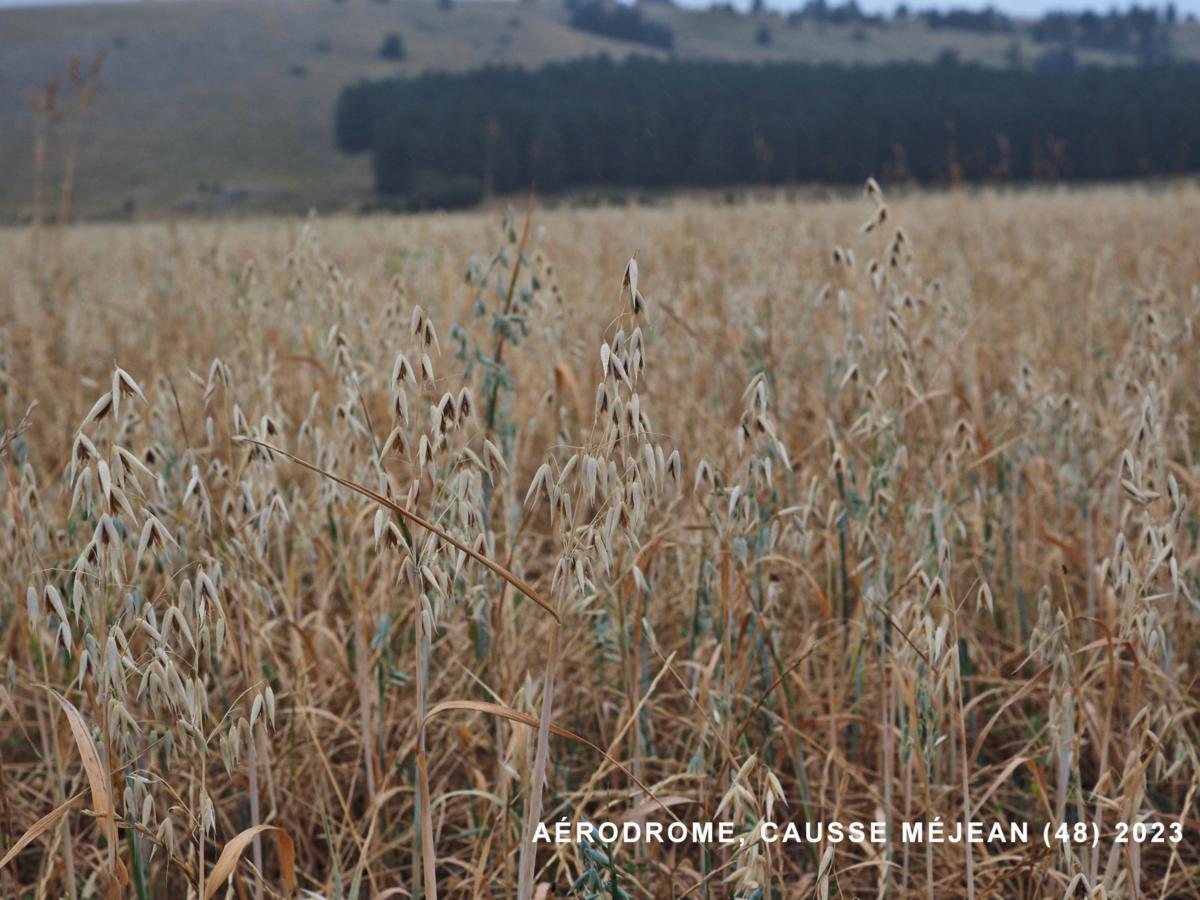 Oat, Common plant